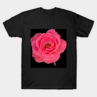 Pink rose blossom on black background T-Shirt